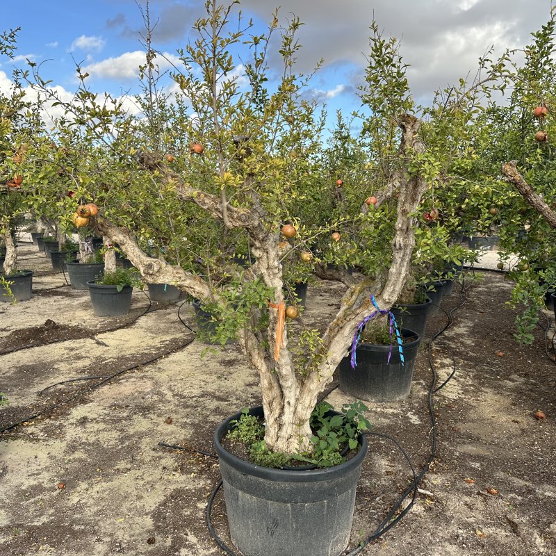 Punica granatum (Granátové jablko) ´MOLLAR DE ELCHE´ - výška 250-270 cm, obvod kmeňa 45/50 cm, EXEMPLÁR (-16°C) 